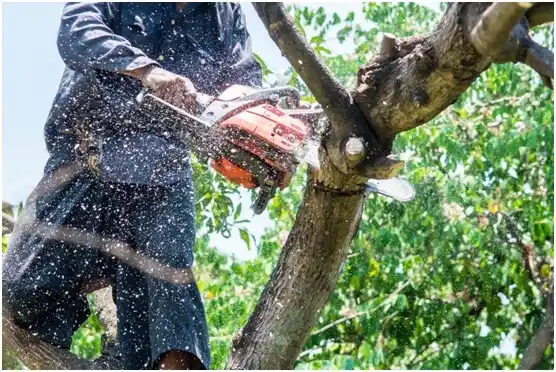 tree services Pottsboro